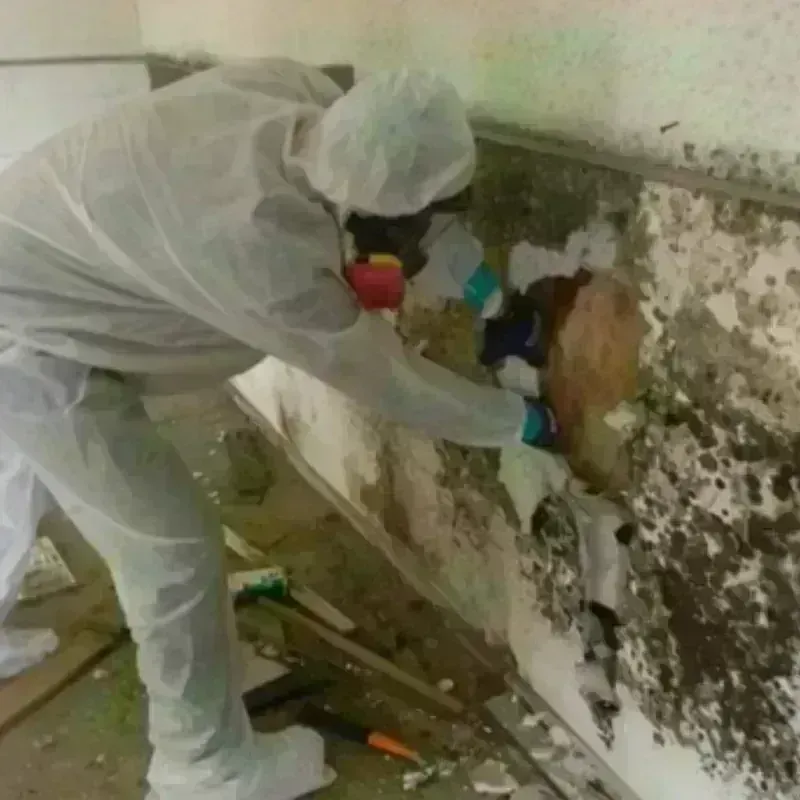 Mold Remediation and Removal in Hurley, MS